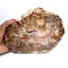 Bois Fossile de Madagascar - Grande Tranche Polie - 0