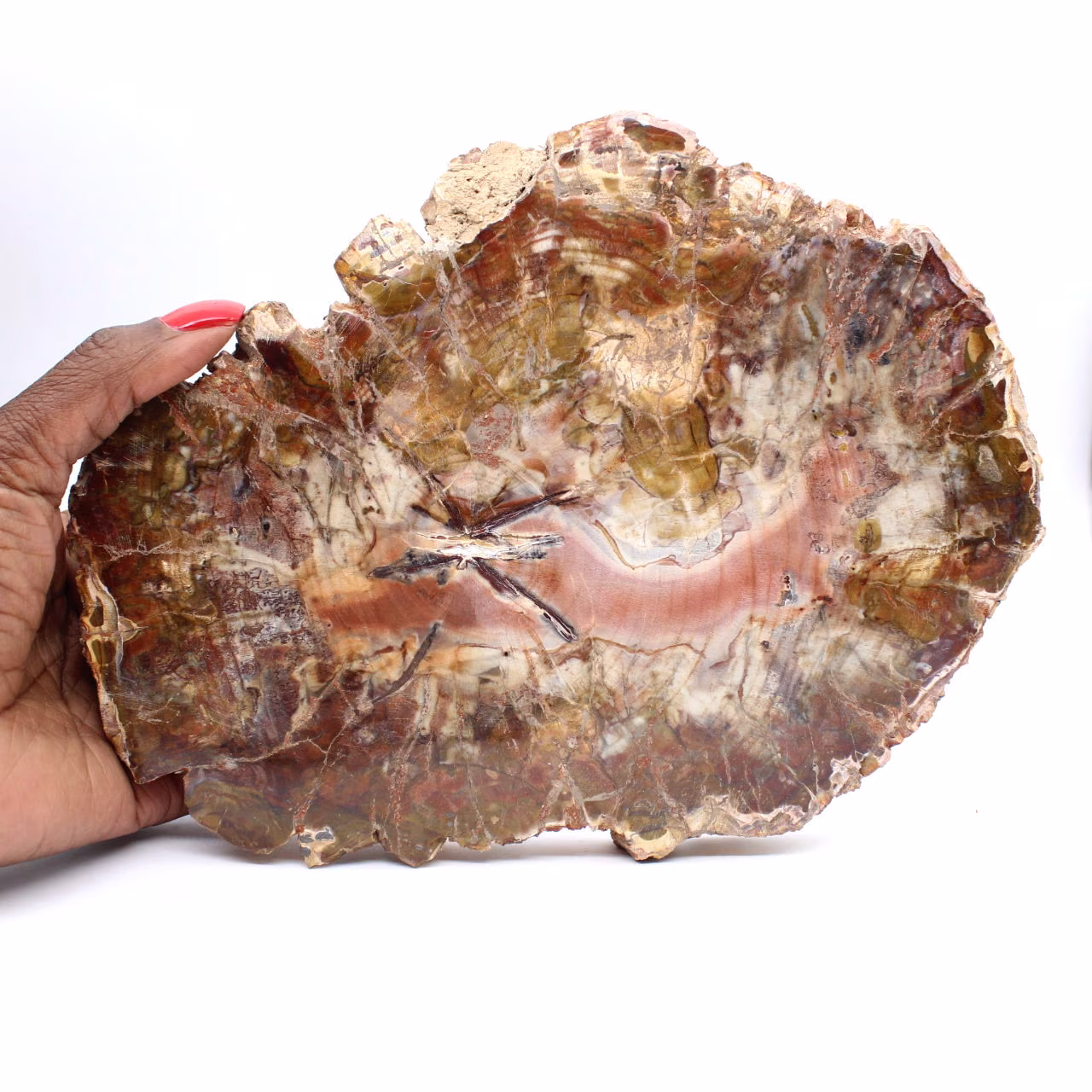 Bois Fossile de Madagascar - Grande Tranche Polie