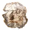Grande Tranche de Bois Pétrifié de Madagascar - Pièce d'Exception - 1