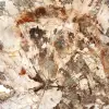 Grande Tranche de Bois Pétrifié de Madagascar - Pièce d'Exception - 4
