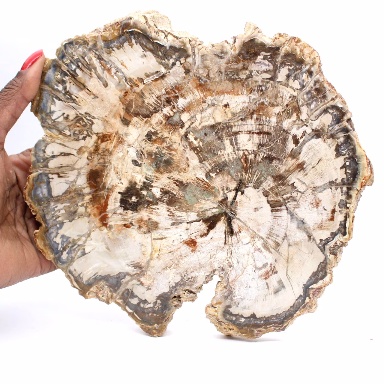 Grande Tranche de Bois Pétrifié de Madagascar - Pièce d'Exception