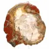 Bois Silicifié de Madagascar - Tranche Carrée pour Collection - 1