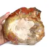 Bois Silicifié de Madagascar - Tranche Carrée pour Collection - 0