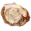 Tranche de Bois Fossile Polie - Spécimen de Majunga - 1