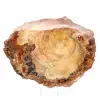 Tranche de Bois Fossile Polie - Spécimen de Majunga - 2