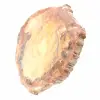 Tranche de Bois Fossile Polie - Spécimen de Majunga - 3