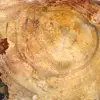 Tranche de Bois Fossile Polie - Spécimen de Majunga - 4
