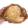 Tranche de Bois Fossile Polie - Spécimen de Majunga - 0