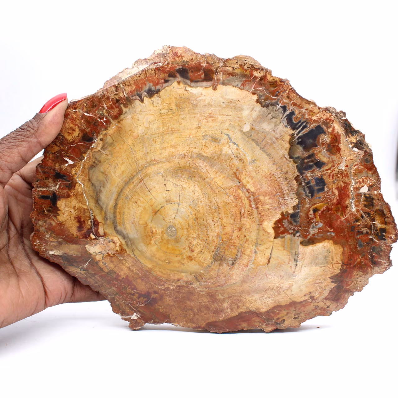 Tranche de Bois Fossile Polie - Spécimen de Majunga
