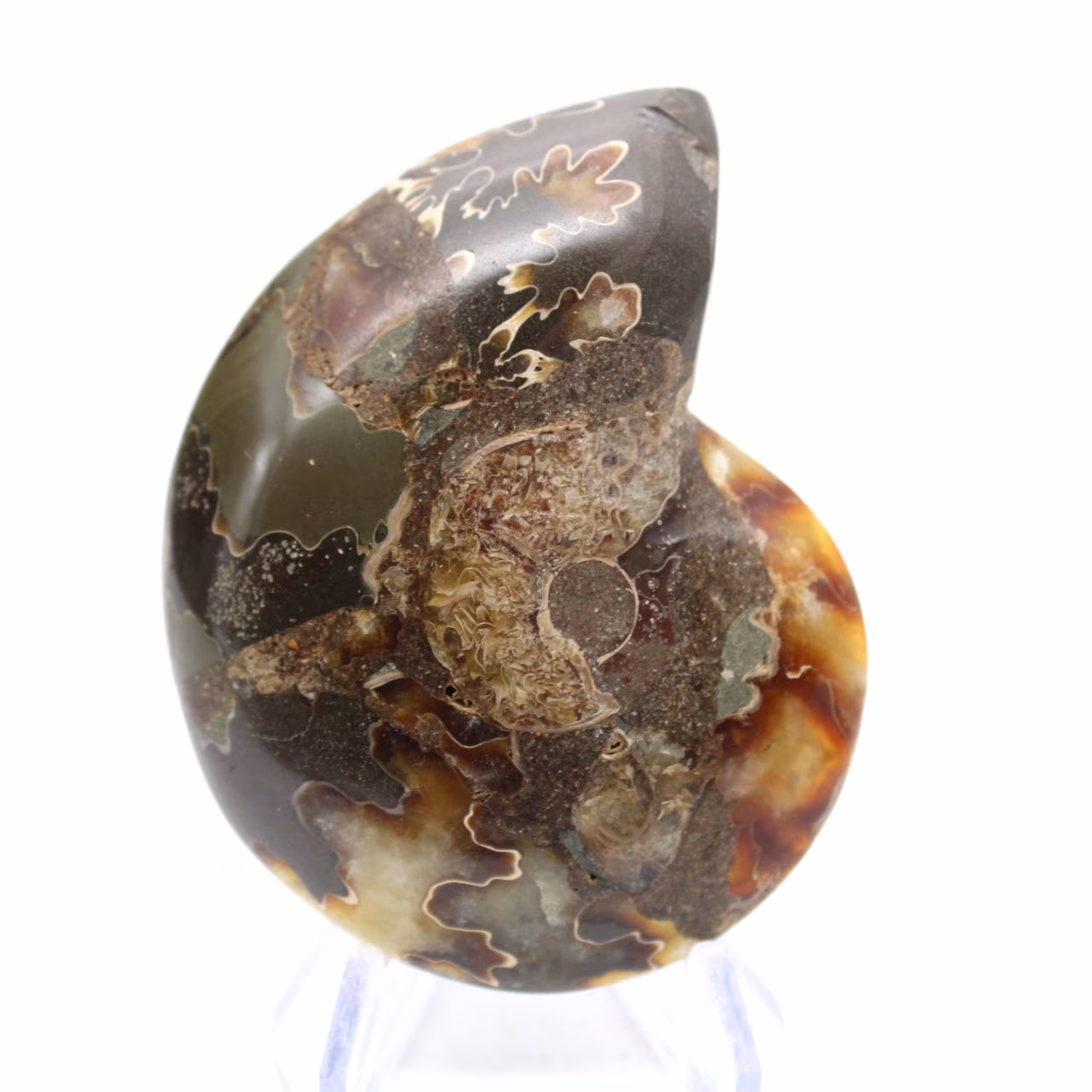 Fossile d'Ammonite polie : Spécimen de collection