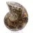 Céphalopode fossile Ammonite : Dualité polie/brute