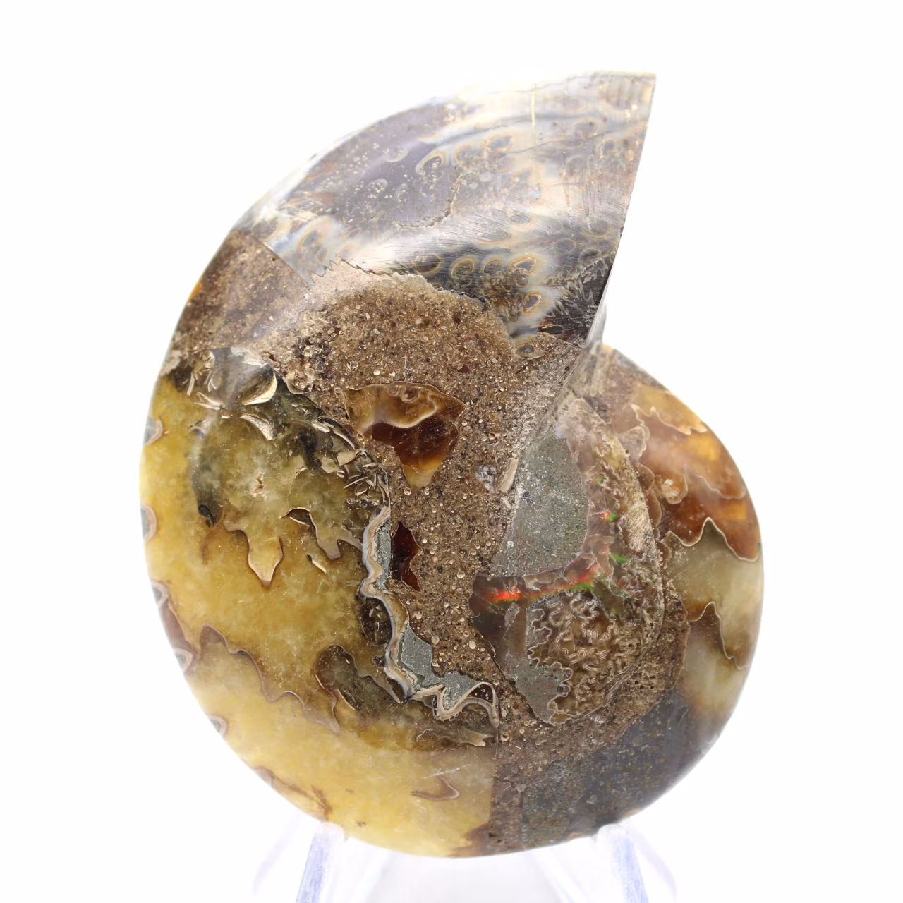 Ammonite naturelle de Madagascar - Pièce de vitrine