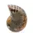 Ammonite de Madagascar : Spécimen de minéralogie