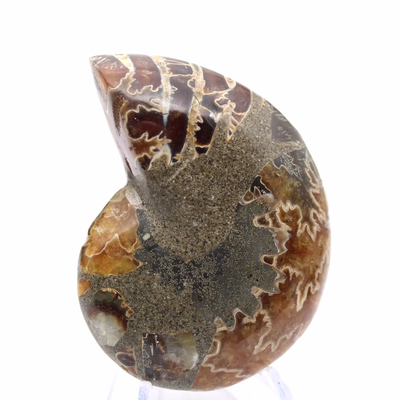 Ammonite de Madagascar : Spécimen de minéralogie