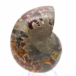 Authentique Ammonite fossilisée : Finition artisanale