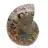 Authentique Ammonite fossilisée : Finition artisanale
