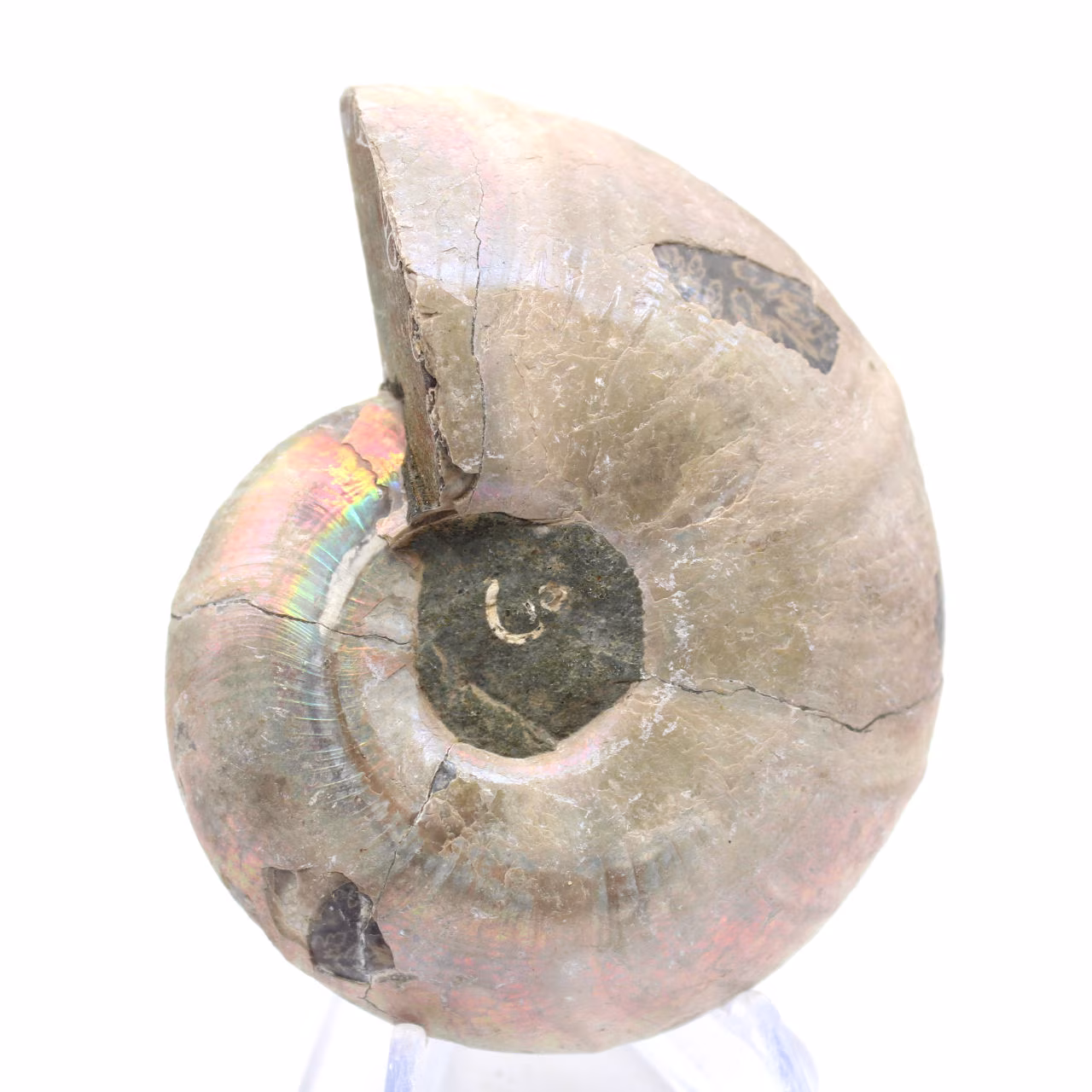 Spécimen d'Ammonite : Entre Terre et Mer