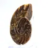 Petite Ammonite de Madagascar : Pureté minérale - 2