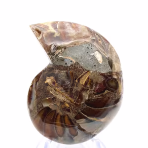 Petite Ammonite de Madagascar : Pureté minérale