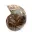 Ammonite polie : Géométrie marine de Madagascar — 2