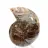Petite Ammonite de Madagascar : Pureté minérale