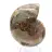 Ammonite fossile : Contraste de textures naturelles