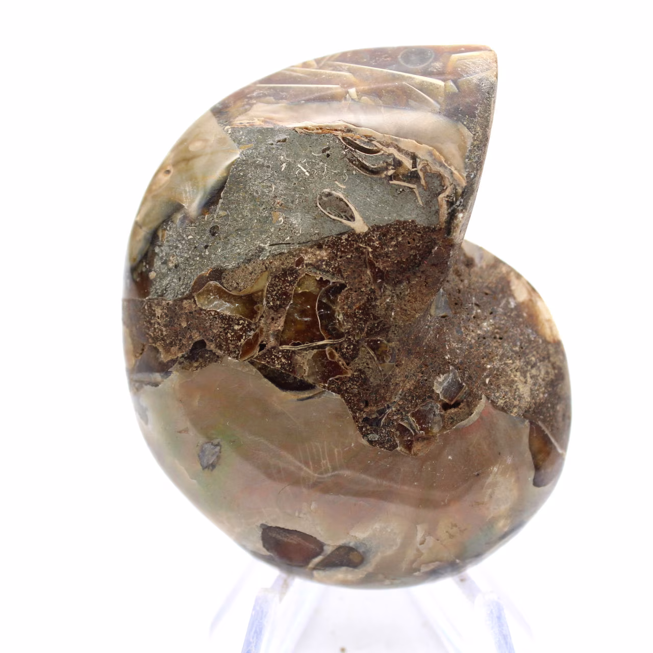 Ammonite fossile : Contraste de textures naturelles