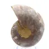 Ammonite de collection : Équilibre et Authenticité - 0