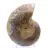 Fossile d'Ammonite poli : Lumière de Mahajanga
