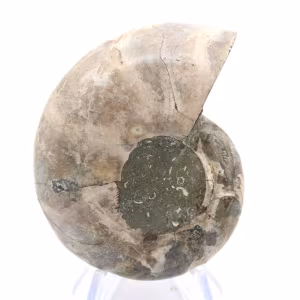 Ammonite de Madagascar : Force et Stabilité