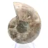 Céphalopode fossilisé : Ammonite double face - 0