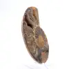 Ammonite légère de Madagascar : Finesse et Détails - 3
