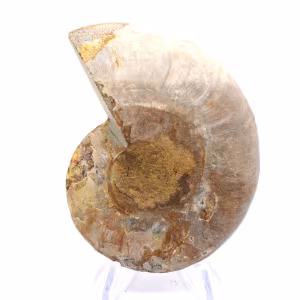 Ammonite légère de Madagascar : Finesse et Détails