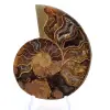 Ammonite de Mahajanga : Harmonie Minérale - 1