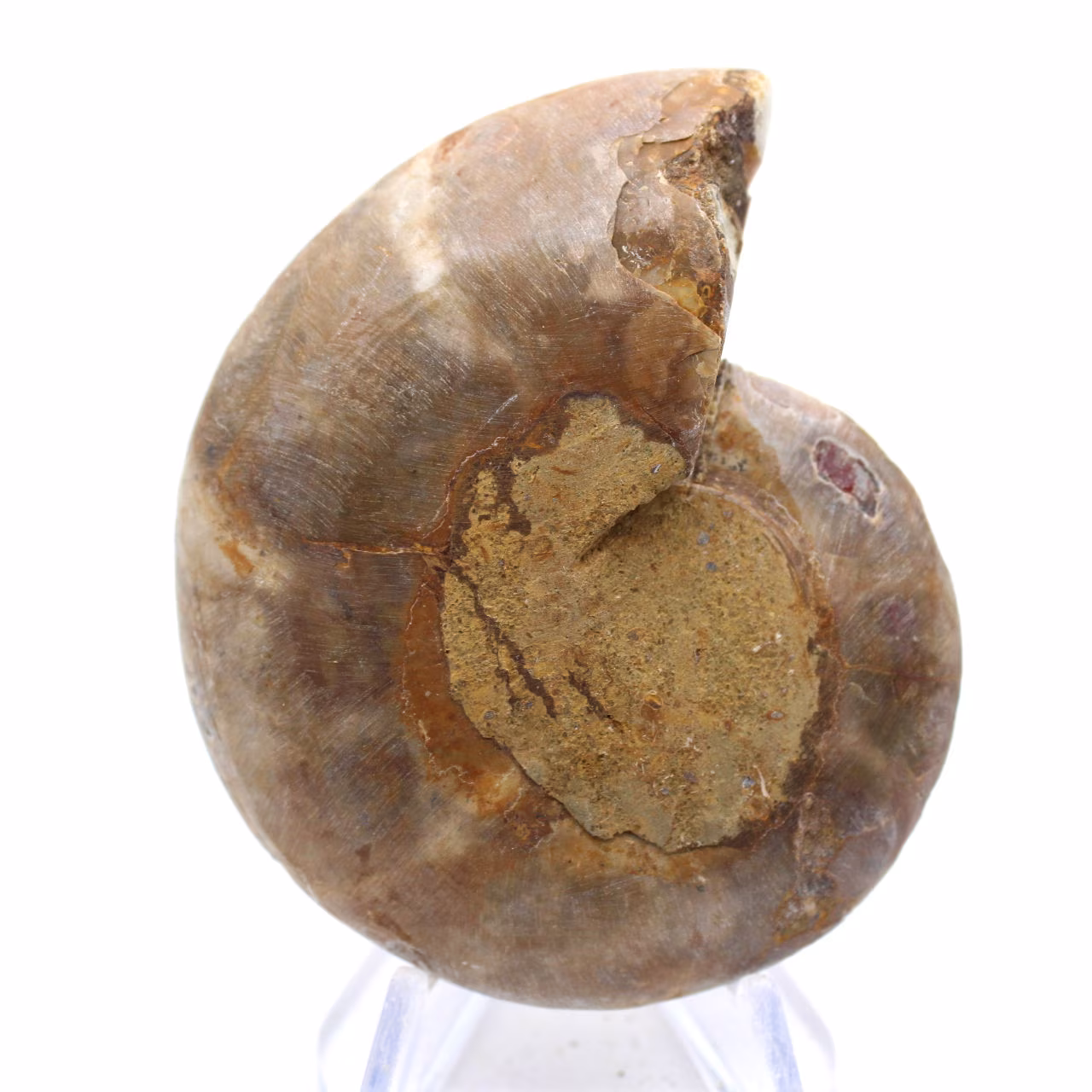 Spécimen d'Ammonite : La spirale de Madagascar