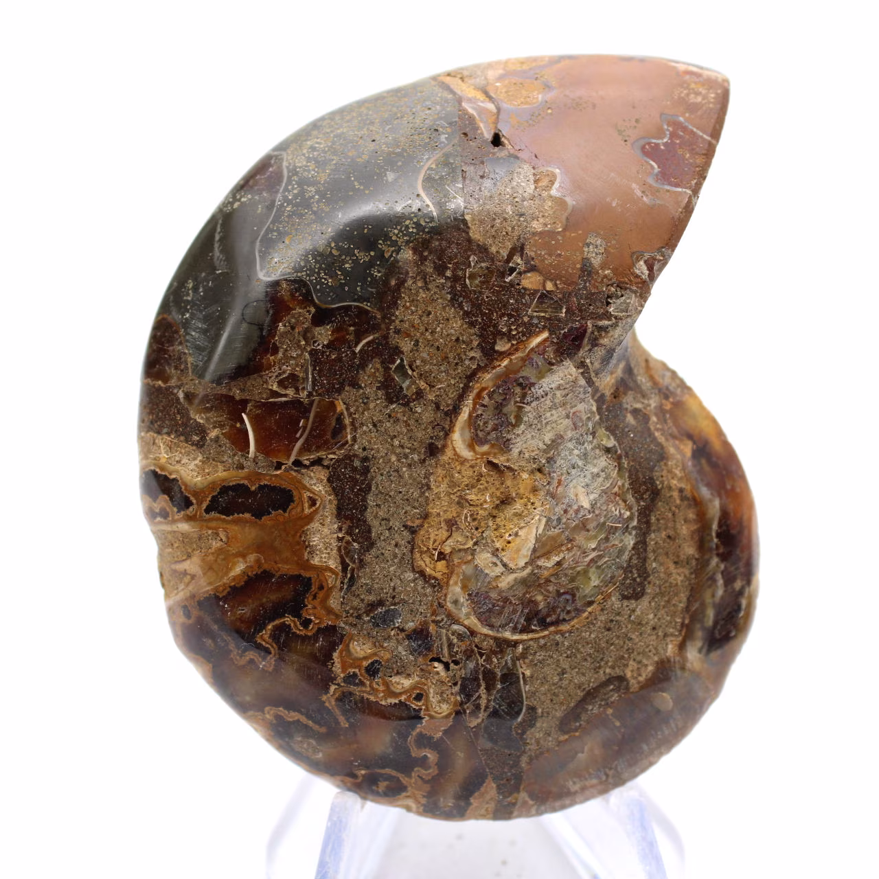 Ammonite de Mahajanga : Dualité et Tradition
