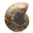 Grande Ammonite de Madagascar : Force naturelle