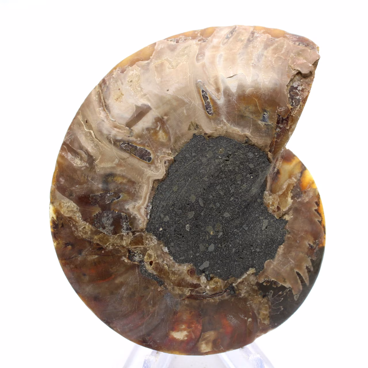 Grande Ammonite de Madagascar : Force naturelle