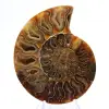 Ammonite polie : Géométrie marine de Madagascar - 1