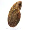 Ammonite polie : Géométrie marine de Madagascar - 2
