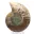 Ammonite polie : Géométrie marine de Madagascar — 3
