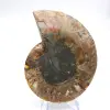 Ammonite polie : Géométrie marine de Madagascar - 4