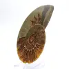 Ammonite imposante de Madagascar : Pureté fossile - 2