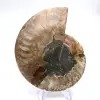 Spécimen d'Ammonite majeure : Prestige de Madagascar - 0