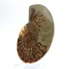 Spécimen d'Ammonite majeure : Prestige de Madagascar - 2