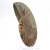 Spécimen d'Ammonite majeure : Prestige de Madagascar - 3