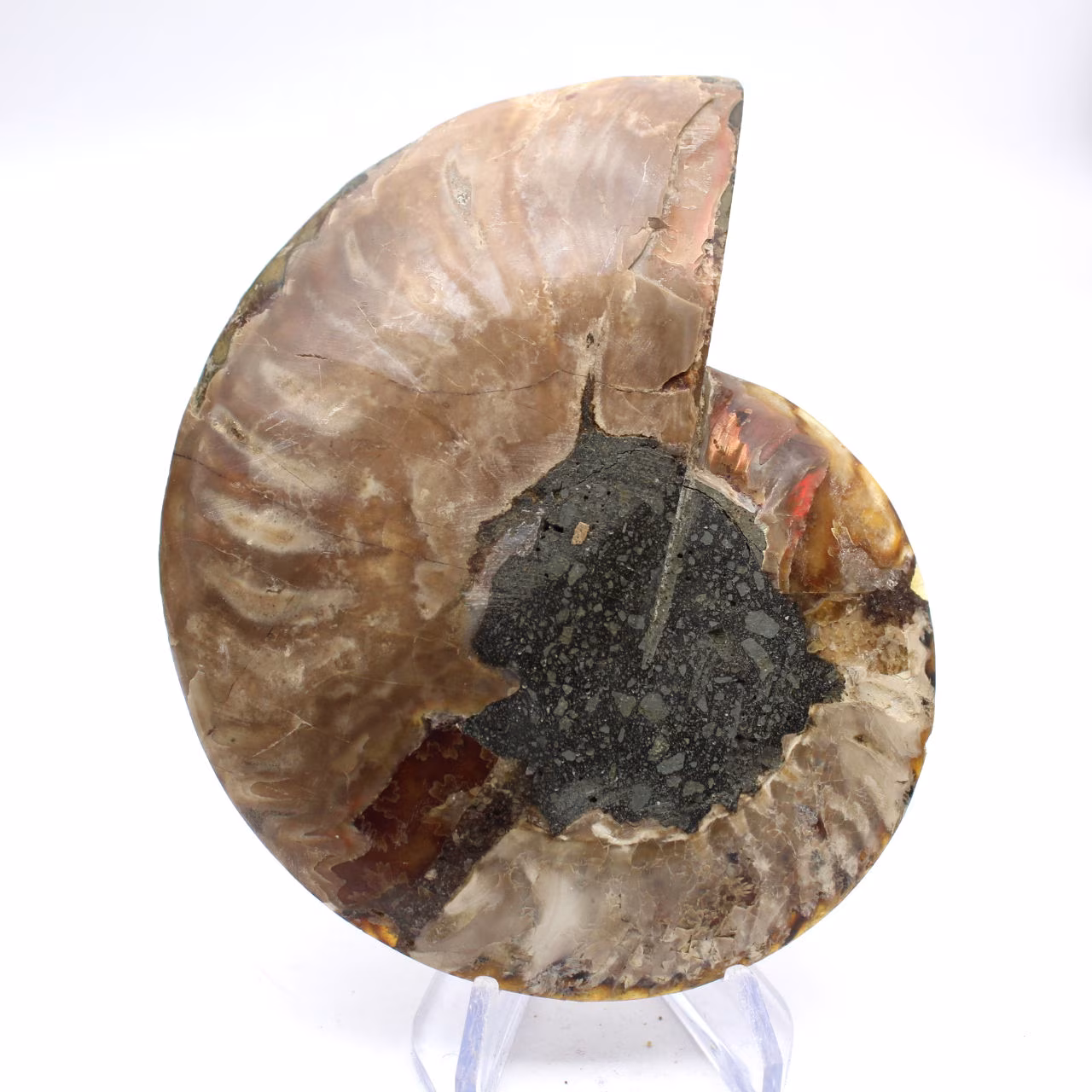 Spécimen d'Ammonite majeure : Prestige de Madagascar