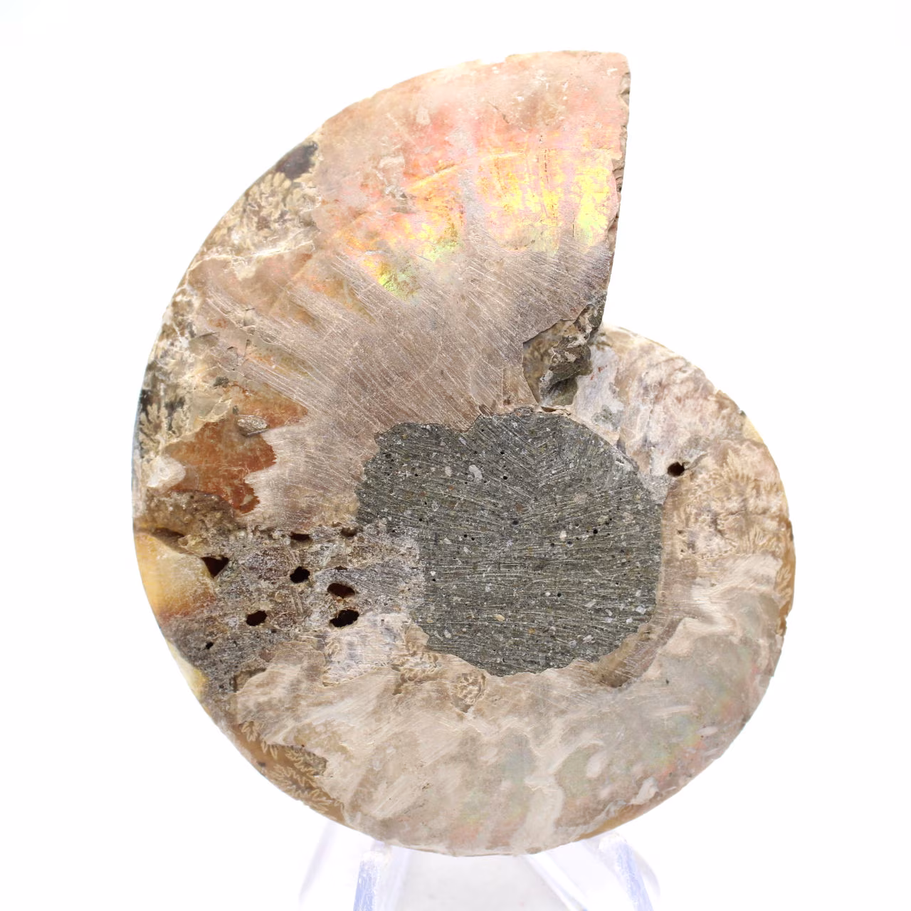 Ammonite de Madagascar : Douceur et Authenticité
