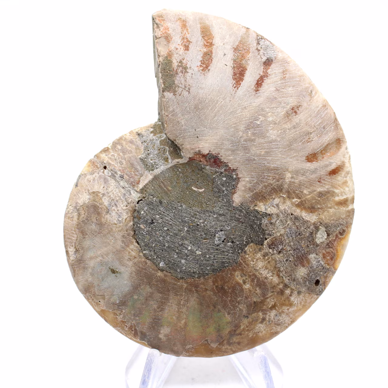Ammonite fossile de Mahajanga : Équilibre Minéral