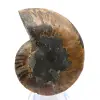 Ammonite polie : Géométrie marine de Madagascar - 7